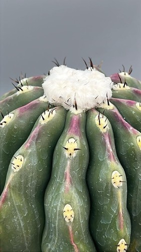 Melocactus maxonii var