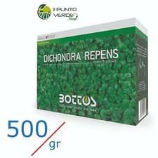 Bottos dicondra repens - bottos,