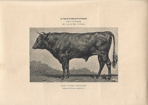 Stampa antica toro razza - di,