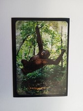 FIGURINA ANIMAL CHAMPIONS