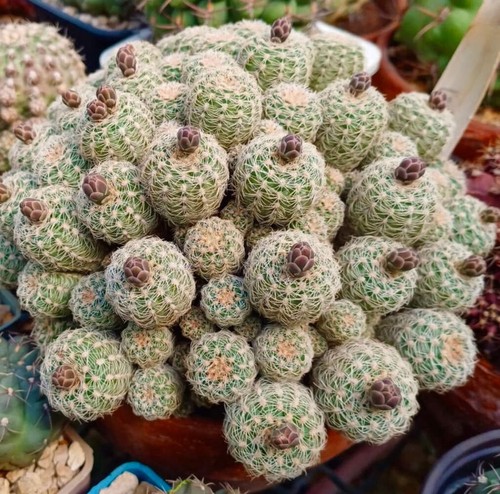 Gymnocalycium bruchii seeds - bruchii,