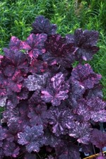 Sale2440 Heuchera' Rosa di Mezzanotte 20 semi piante viola Variegata