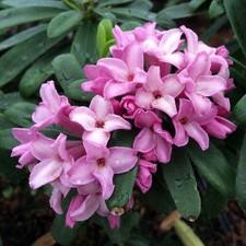 1 PIANTA DI DAFNE PINK FRAGRANCE IN VASO DA 17CM, PIANTE DA ESTERNO