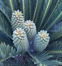 Encephalartos dyerianus 1 Leaf