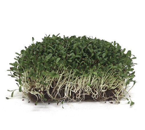 Alfalfa erba medica - alfalfa, germoglio