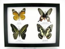 4 farfalle vere, imbottite, bellissime in vetrina  pezzo unico  murale  a_4q_07