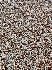 Cocorite pappagalli - cocorite, 0,5