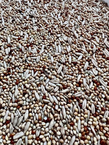 Cocorite pappagalli - e, 0,5