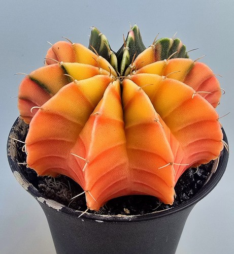 Bellissimo cactus fantastico - bellissimo,