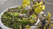 Bouganvillea Bonsai