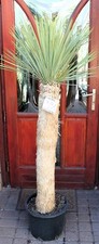 Yucca rostrata, 165cm/100cm
