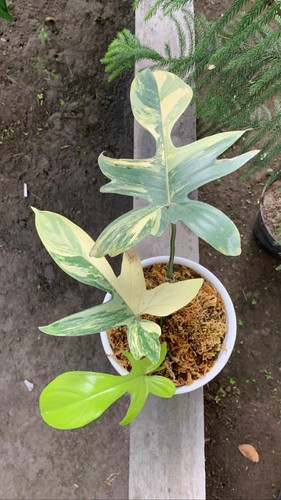 Nuovo membro philodendron - membro,