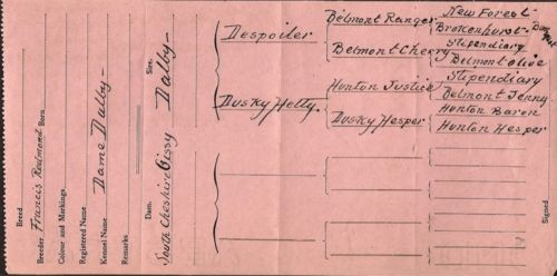 Fox terrier memorabilia 1891 - fox, memorabilia,