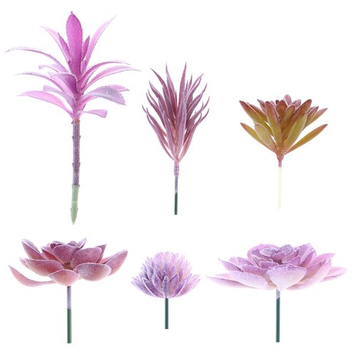 6pcs piante succulente - ,