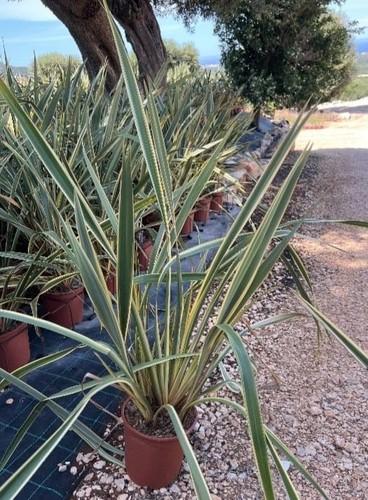 Phormium tenax variegata - phormium, vaso