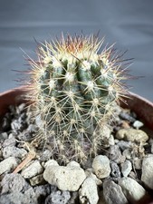 Uebelmannia pectinifera v. pseudopectinifera RNK 038 Minas Gerais - 1415 m.a.s.l