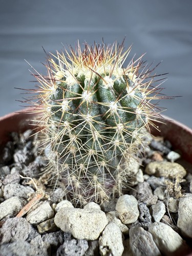 Uebelmannia pectinifera - , v