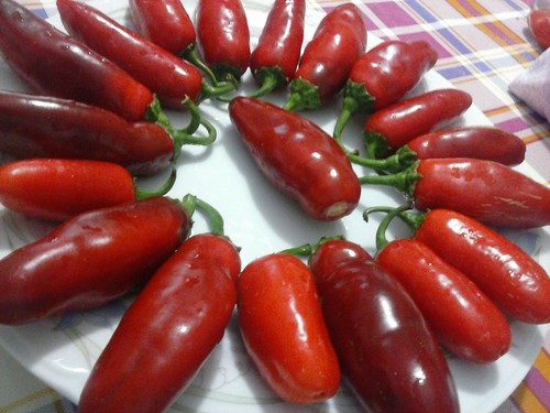 Peperoncino jalapeno - peperoncino,