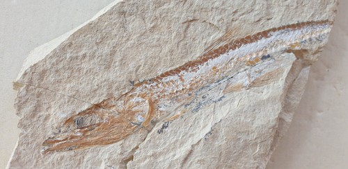 Prionolepis cataphractus - ,