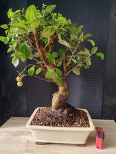 bonsai di melo   h 55 cm