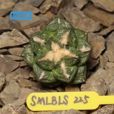 Pianta rara 5,9 cm succulenta