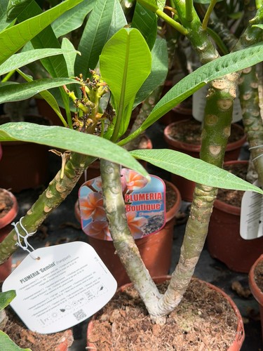 Plumeria boutique vaso - plumeria, 20