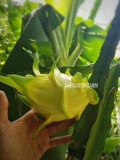 1 talea pitaya GOLDEN DRAGON ISIS  - pitaya gialla rara autentica dragon fruit