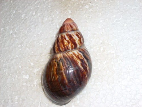 Archachatina marginata ovum - archachatina,