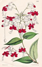 Clerodendron Thomsonae Africa