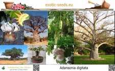 Adansonia digitata - Albero del pane delle scimmie, Baobab - 10-100 semi con etichetta