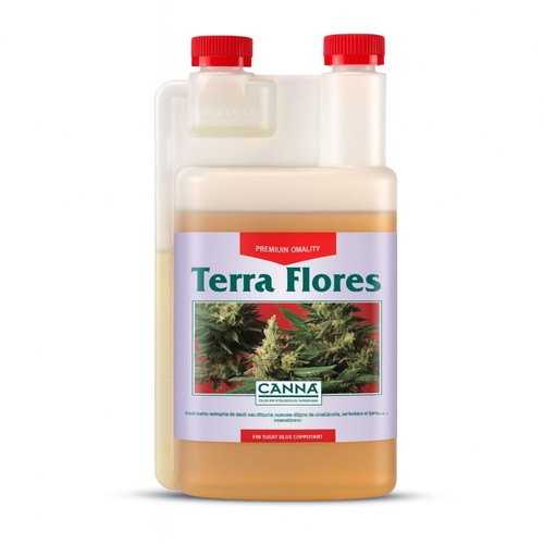 Canna terra flores fase - flores, di