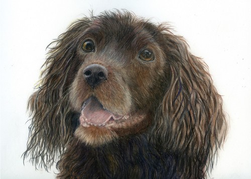 Cucciolo cocker spaniel - cucciolo,