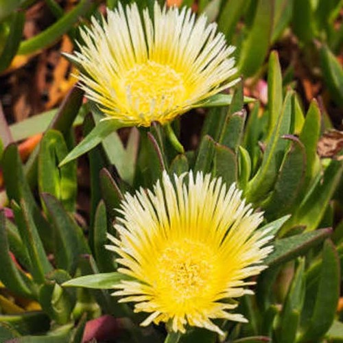 Carpobrotus edulis - , 2