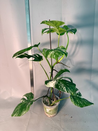 Monstera deliciosa albo - deliciosa,