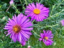 150 NEW ENGLAND ASTER SEEDS |