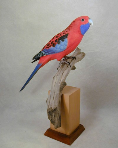 Rosella parrocchetto intaglio - rosella,