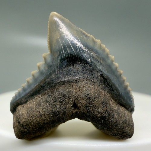 Dentellature folli - , 1,00"