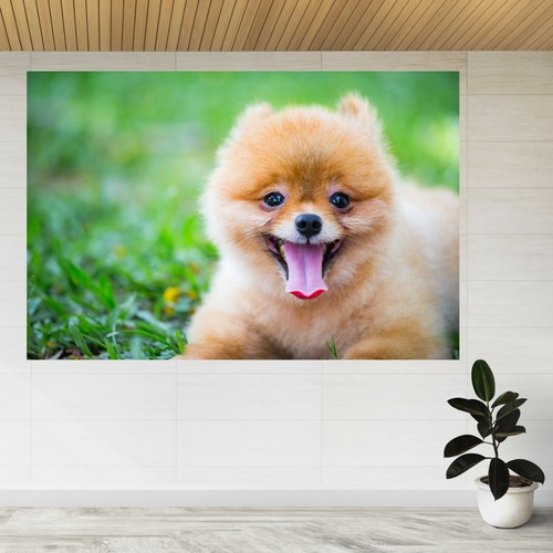 Adesivo parete pomerania - da,