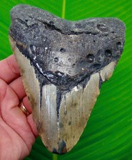 DENTE DI SQUALO MEGALODONTE