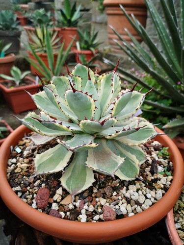 Agave potatorum kissho kan - potatorum,