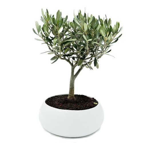 Bonsai olivo ciotola - olivo, in