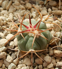 Echinocactus horizonthalonius