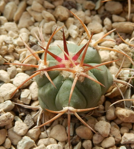 Echinocactus horizonthalonius