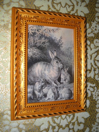 Famiglia coniglio selvatico - selvatico, 3