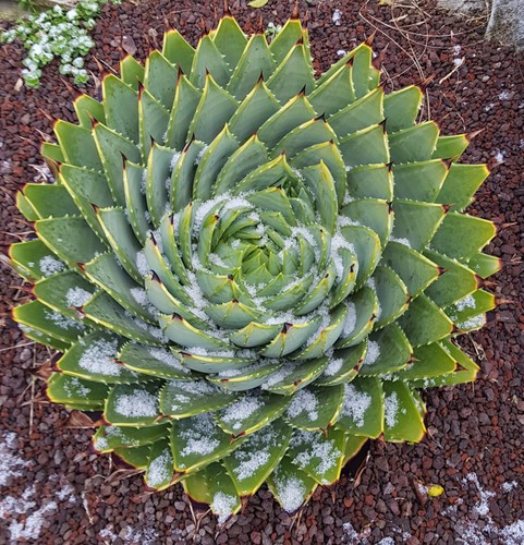 Aloe polyphylla aloès - polyphylla,
