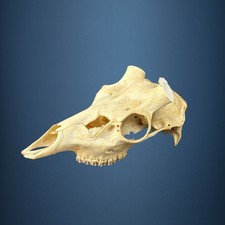 591SKU Teschio di cervo