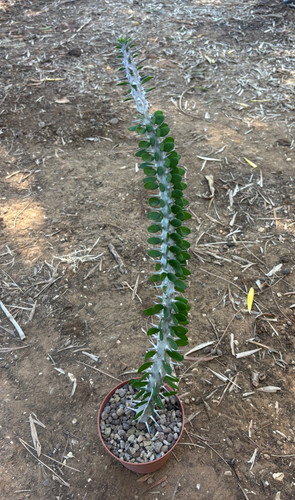 Alluaudia procera pianta da - procera,