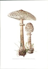 Funghi - Claus Caspari