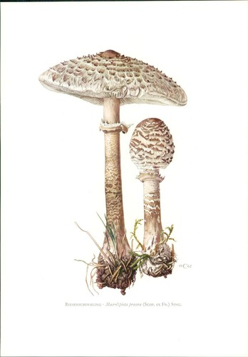 Funghi claus caspari - funghi,