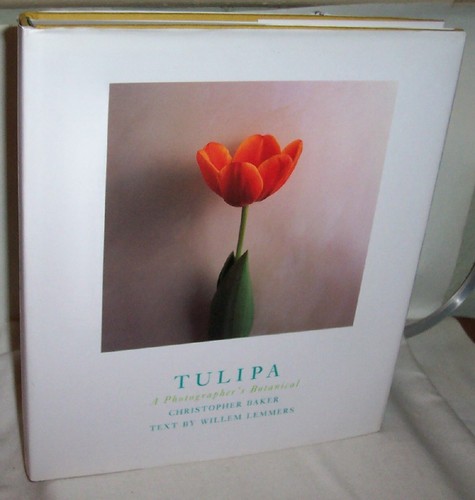 Tulipa photographers botanical - tulipa,